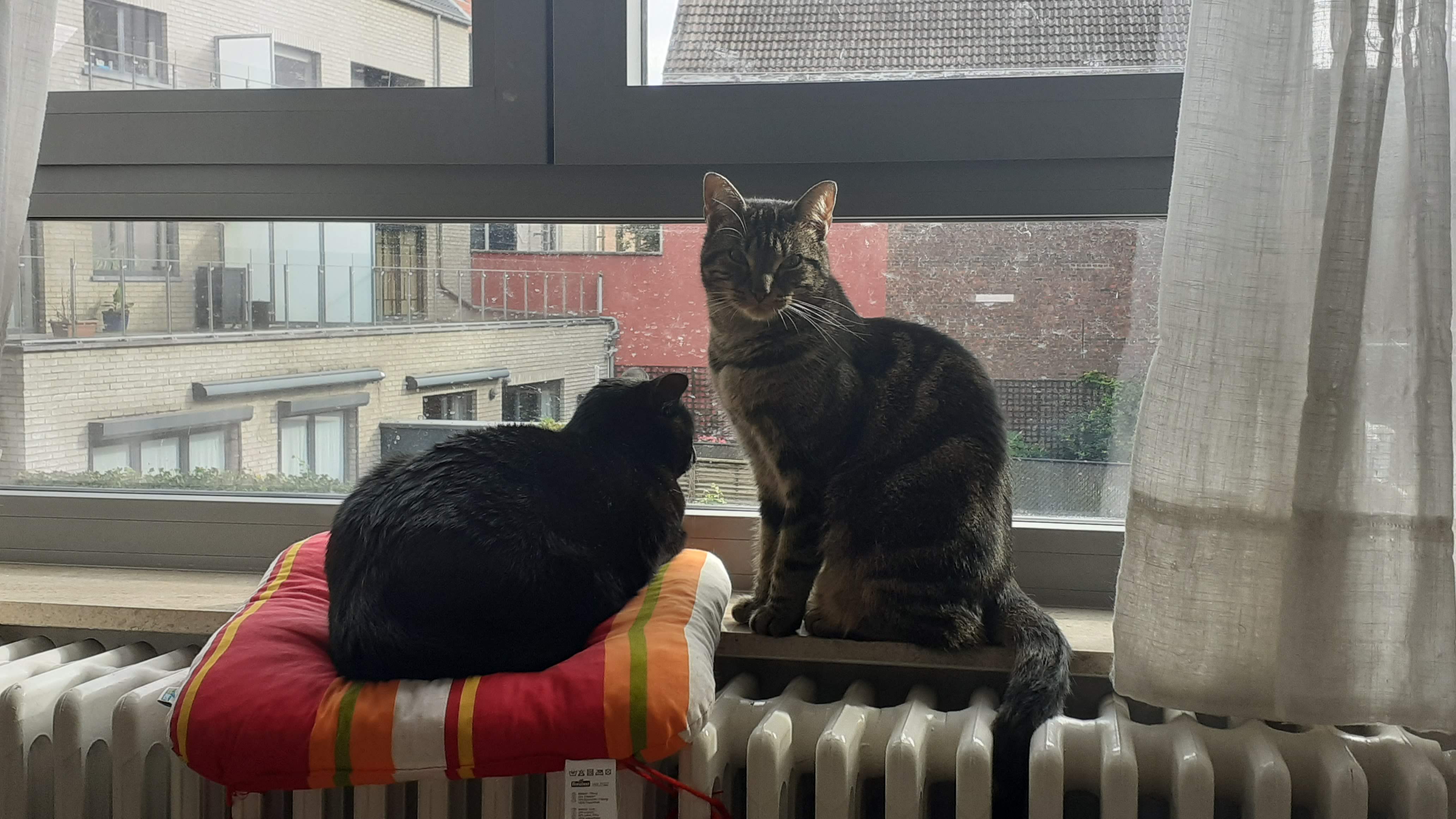 Picture of two cats on a window. One is black, sitting flat and looking outside. The other one is tabby, sitting straight and elegantly looking at the camera.